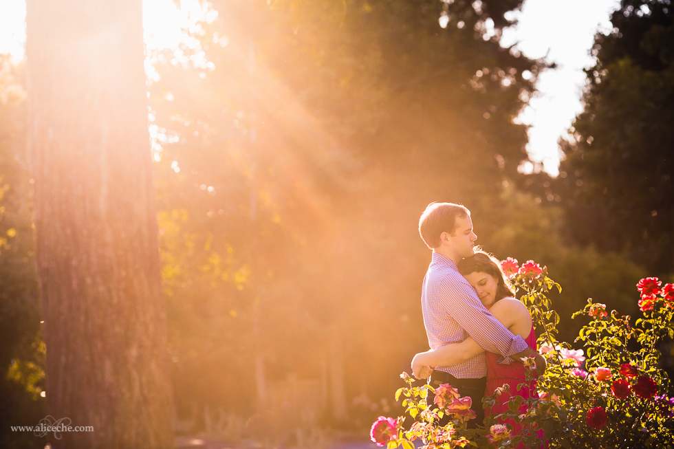 Engaged couple hugging in golden light among the roses in Palo Alto