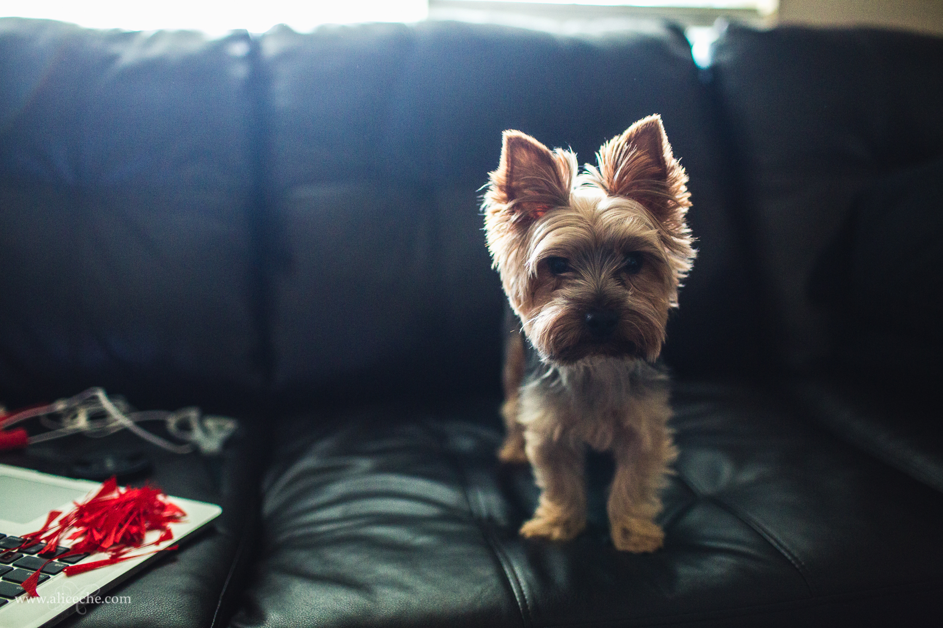 alice-che-photography-backlit-yorkshire-terrier-on-couch