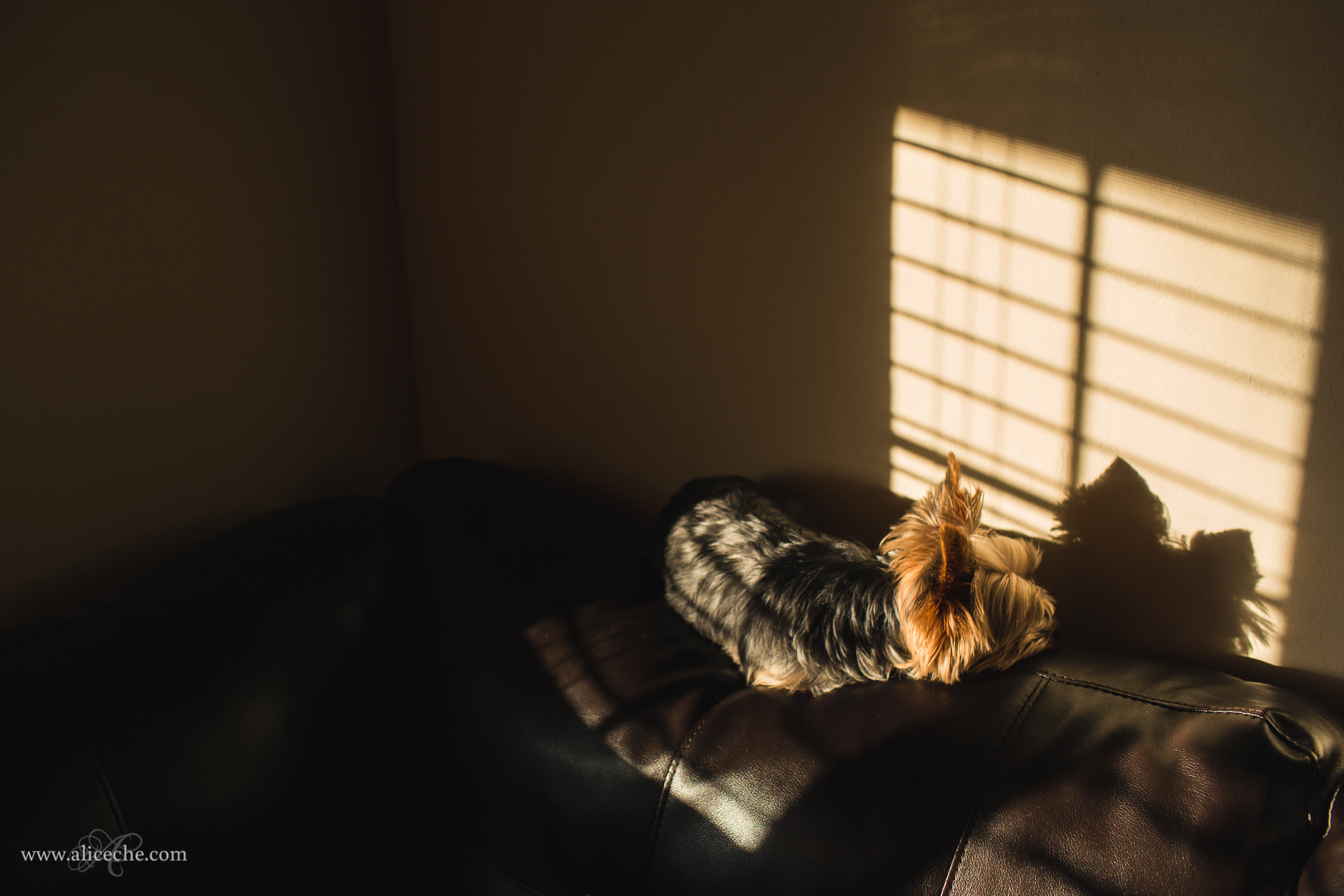 alice-che-photography-yorkshire-terrier-in-light