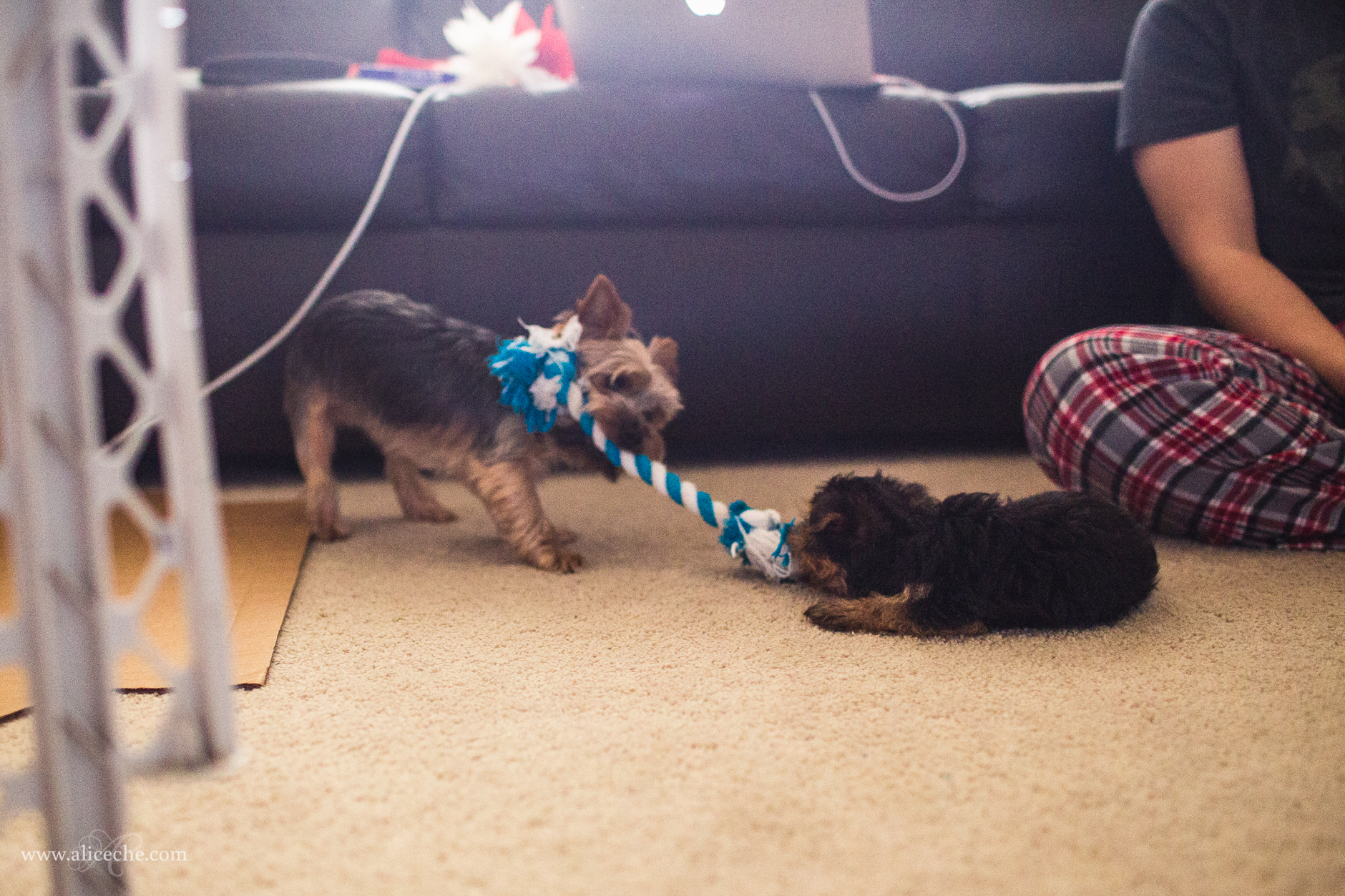 alice-che-photography-yorkshire-terrier-puppy-and-dog-tug-of-war-with-rope