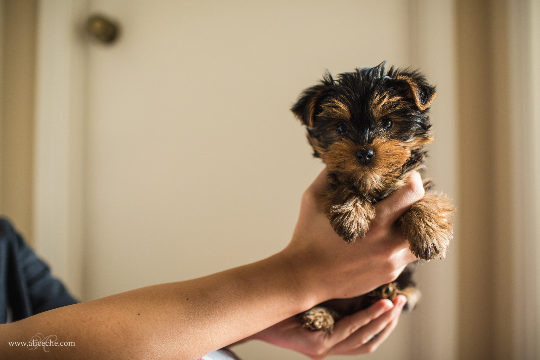 alice-che-photography-yorkshire-terrier-puppy-being-held