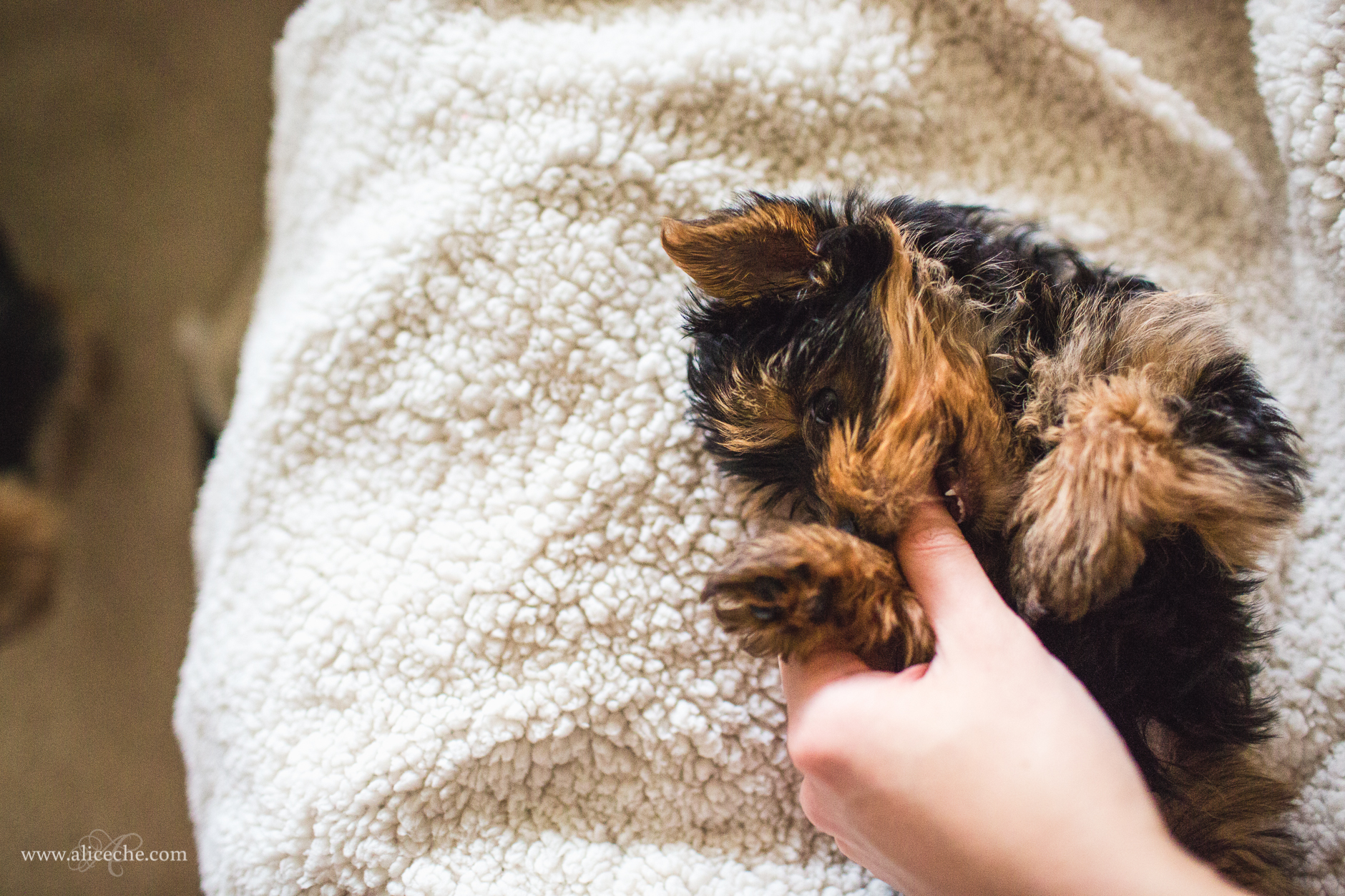 alice-che-photography-yorkshire-terrier-puppy-biting-thumb