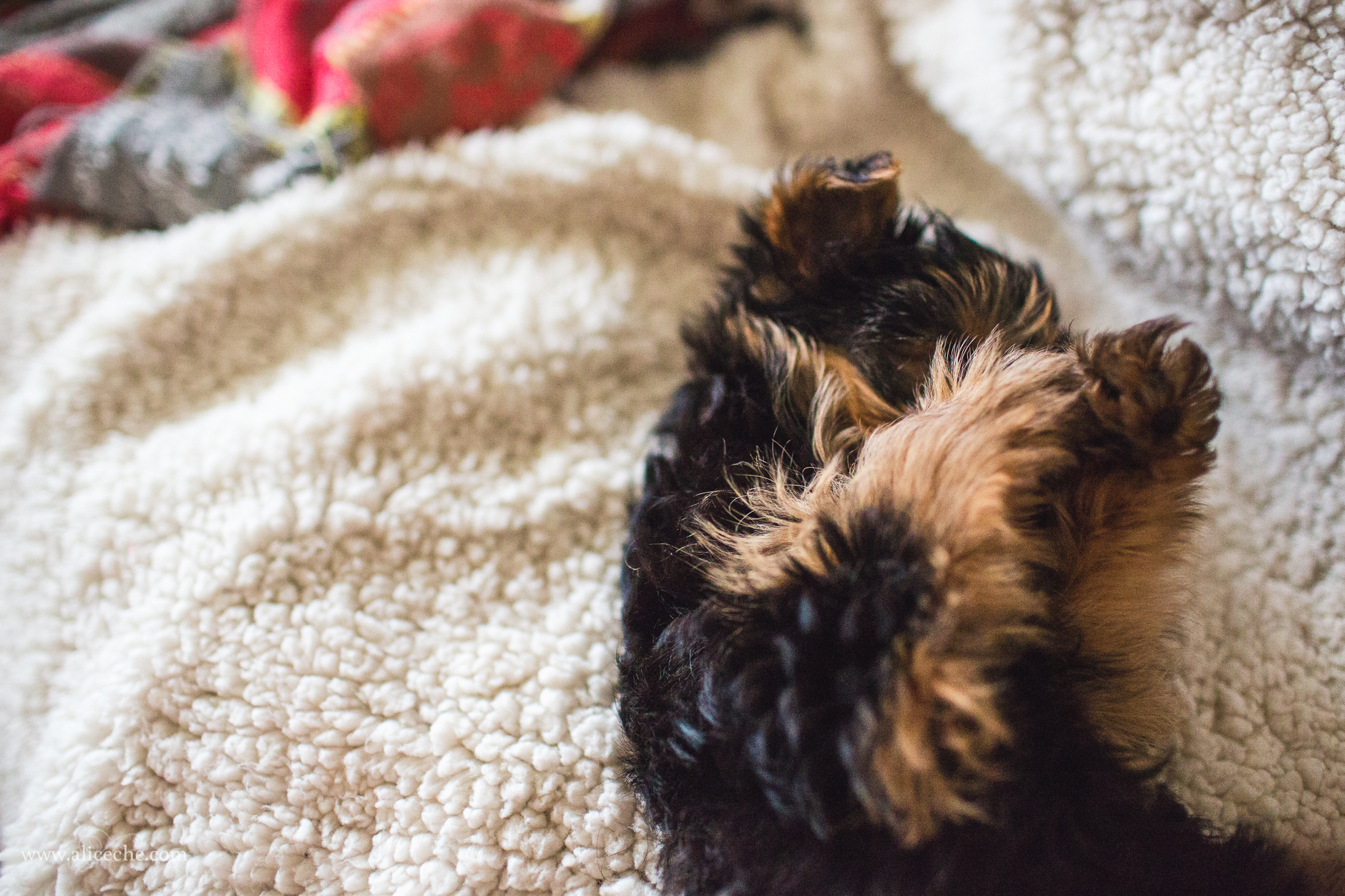 alice-che-photography-yorkshire-terrier-puppy-hiding-face-with-paws-on-blanket