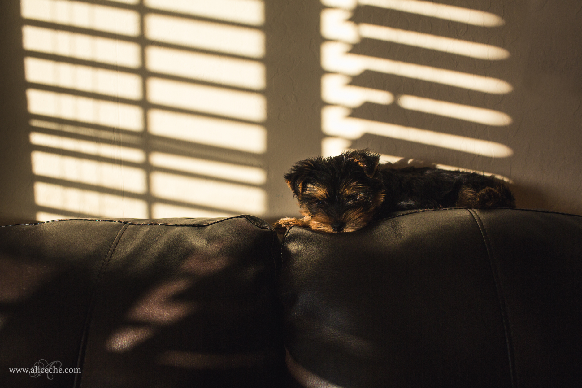 alice-che-photography-yorkshire-terrier-puppy-light-blinds