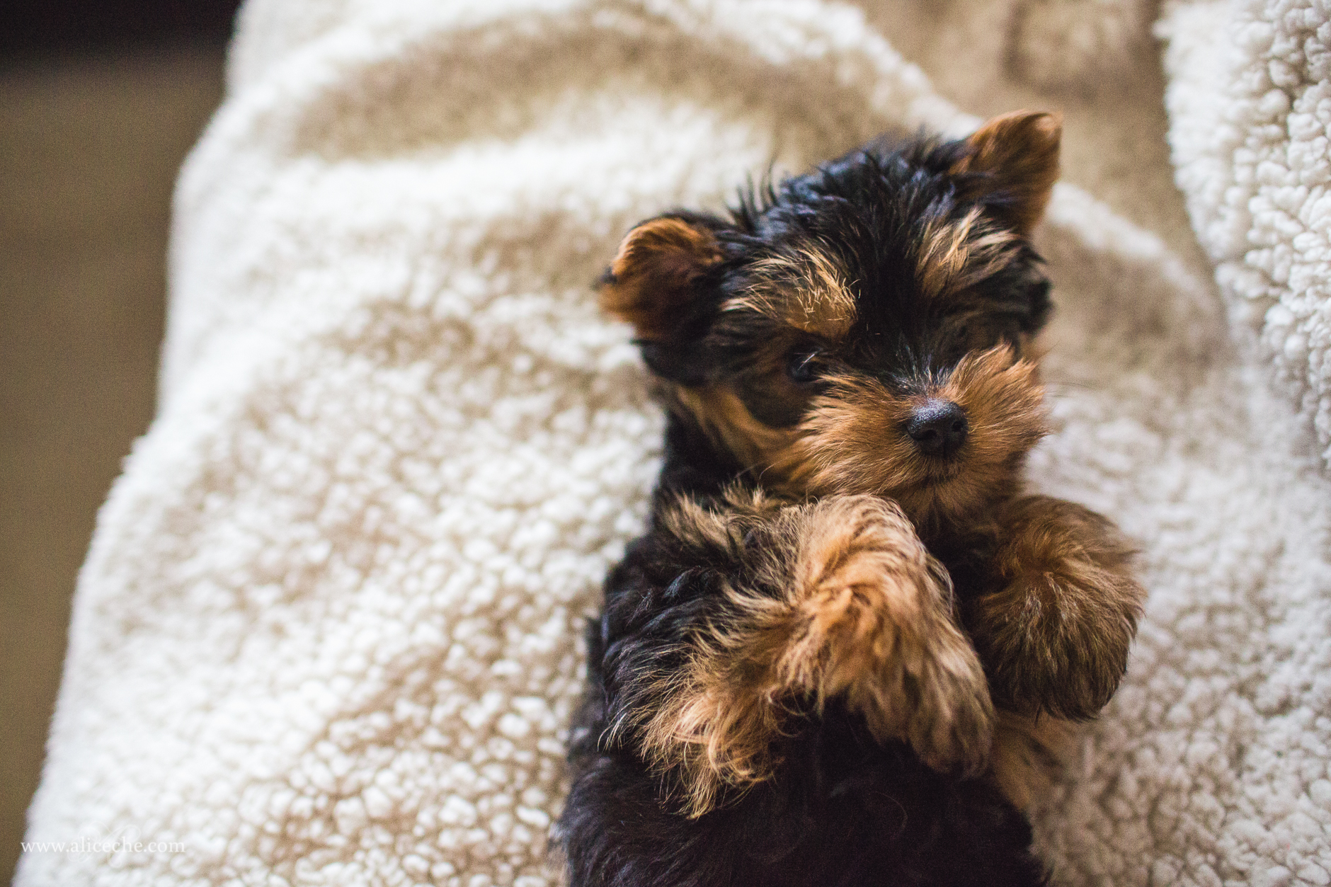 alice-che-photography-yorkshire-terrier-puppy-on-back