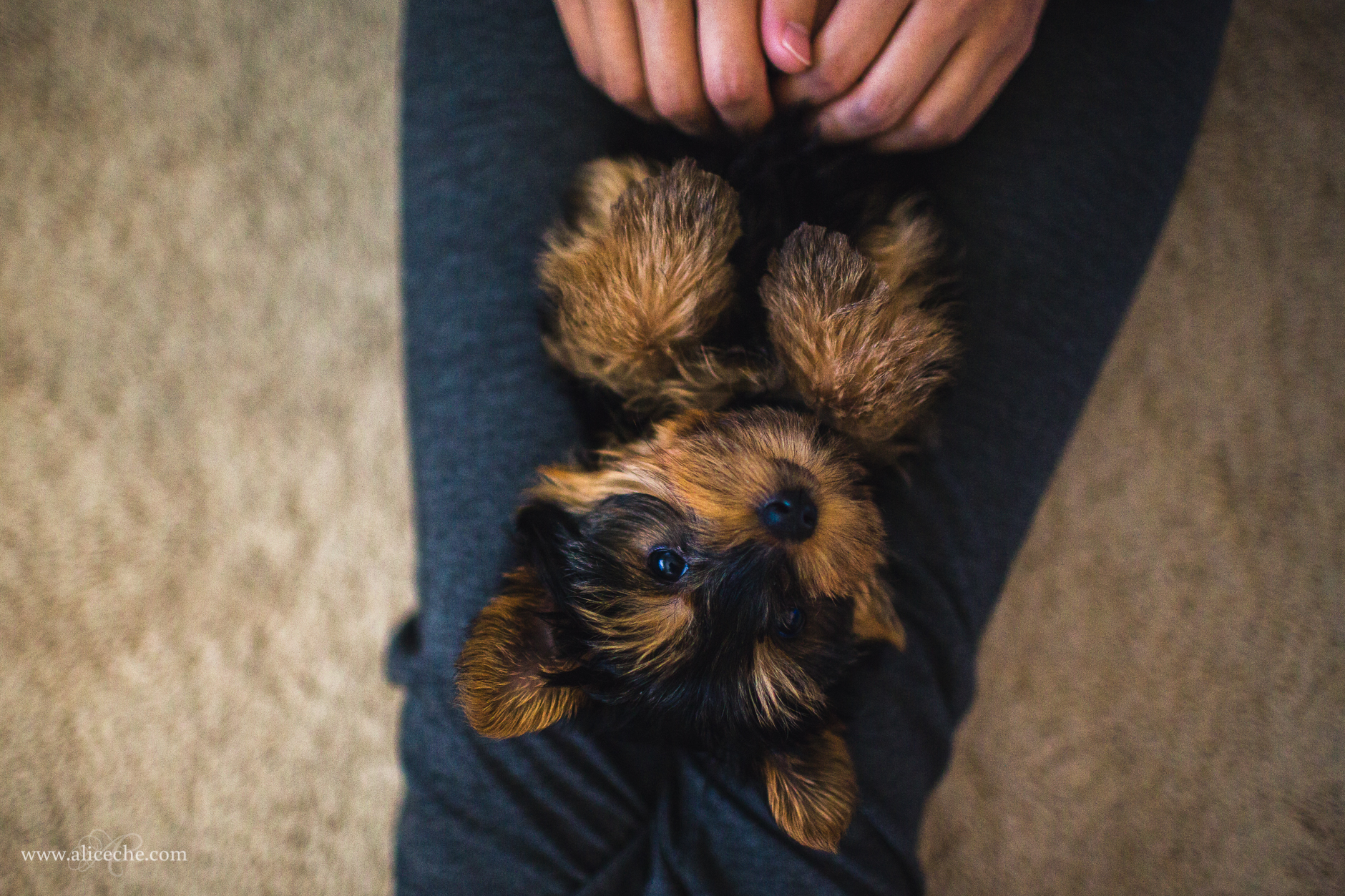 alice-che-photography-yorkshire-terrier-puppy-on-lap-on-back