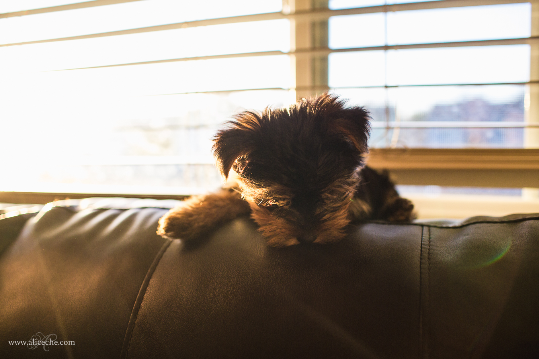 alice-che-photography-yorkshire-terrier-puppy-window