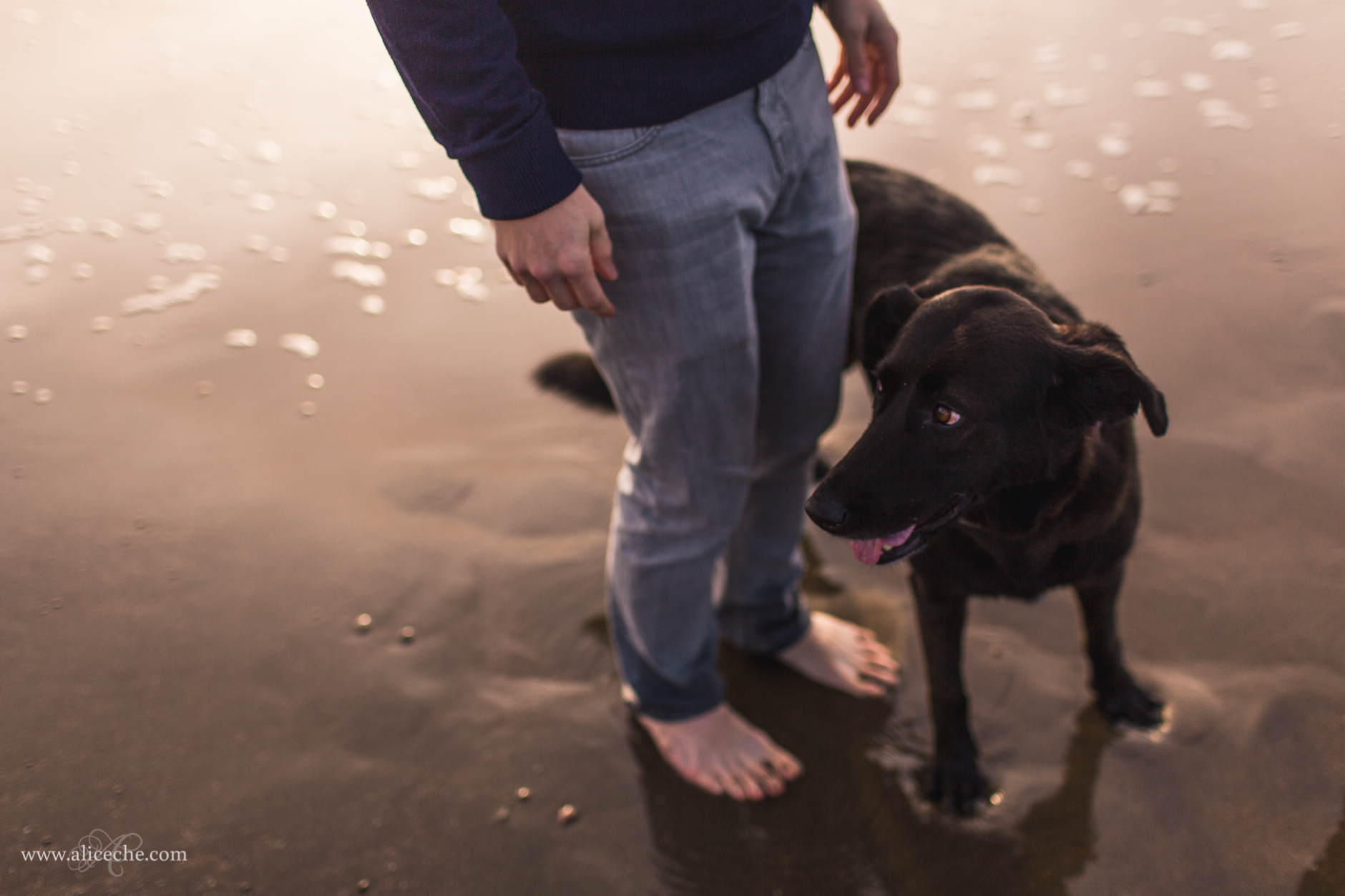 alice-che-photography-man-on-beach-with-dog-san-francisco-engagement