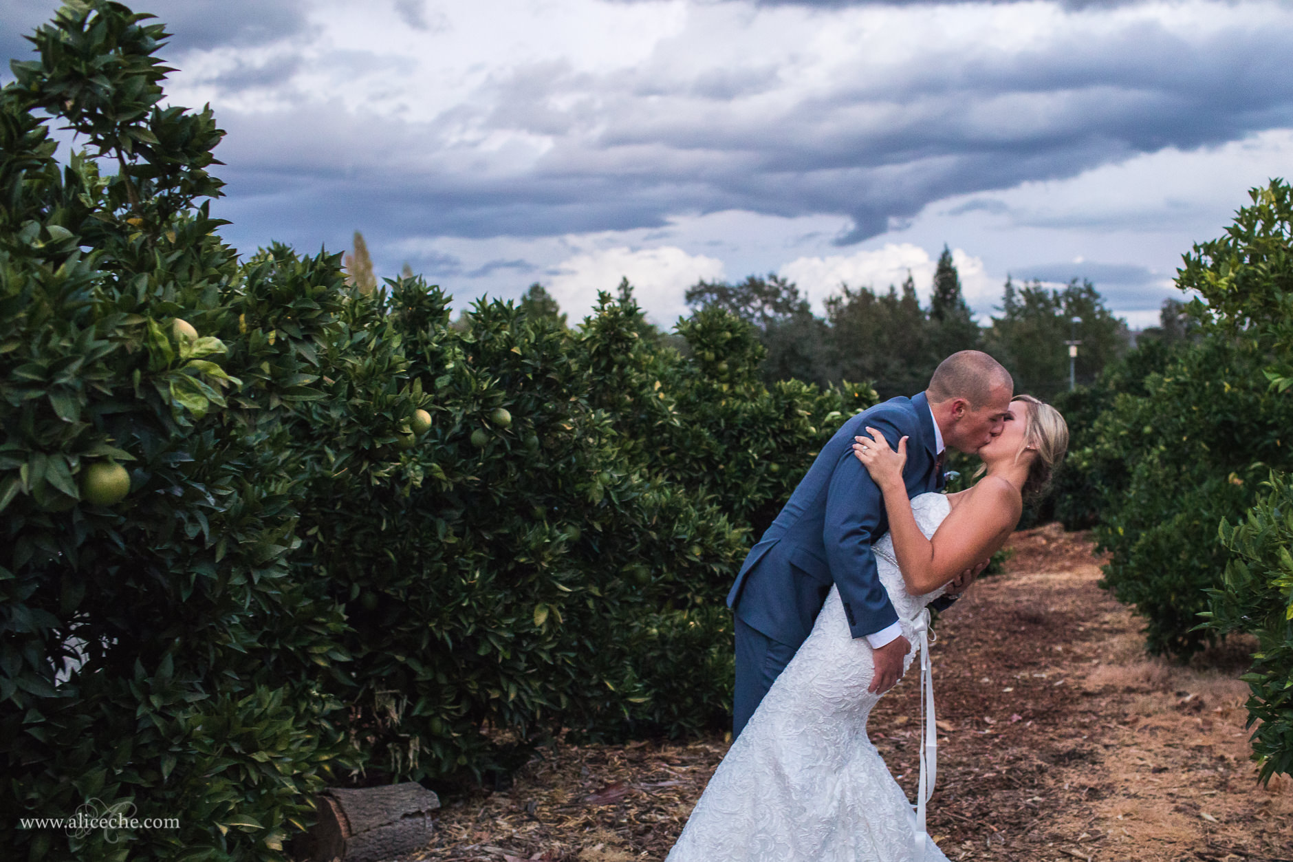 Loomis Flower Farm Wedding San Francisco Bay Area Photographer Sunset Groom Dipping Bride