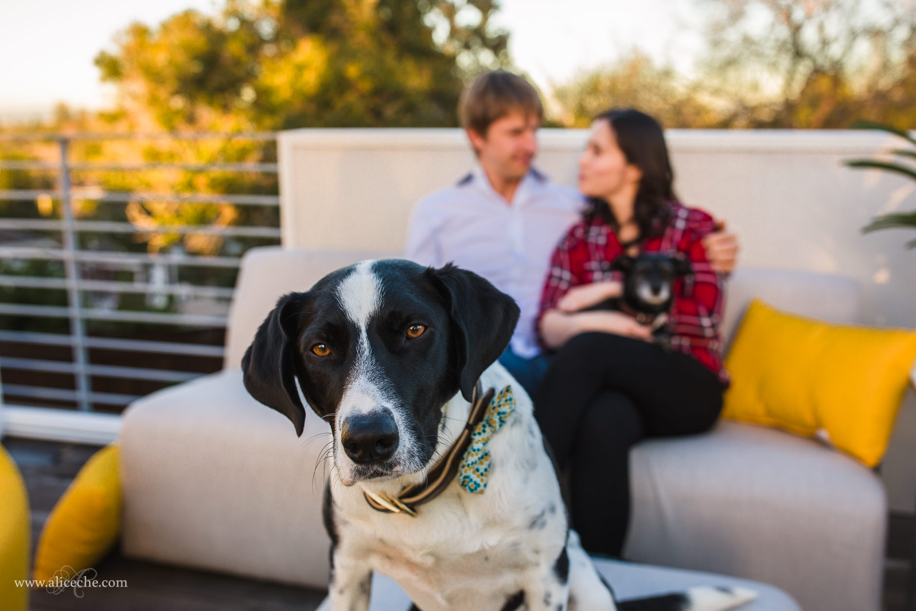 Redwood City In Home Engagement Session with Dogs on Balcony