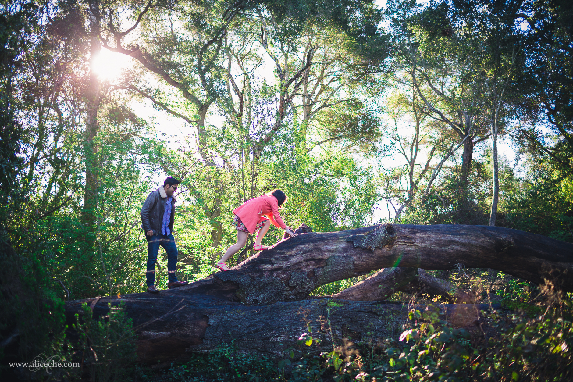 windy-hill-engagement-session-bay-area-photographer-tree-climbing-couple