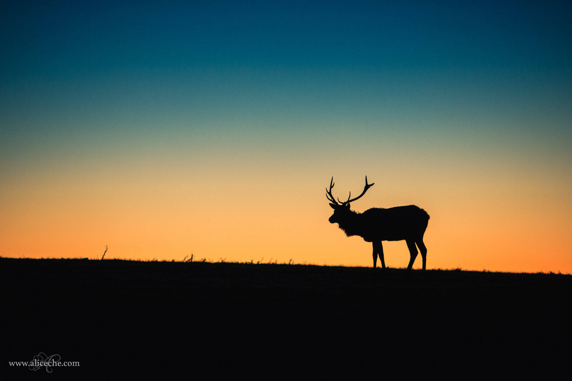 alice-che-photography-elk-silhouette-sunset-point-reyes