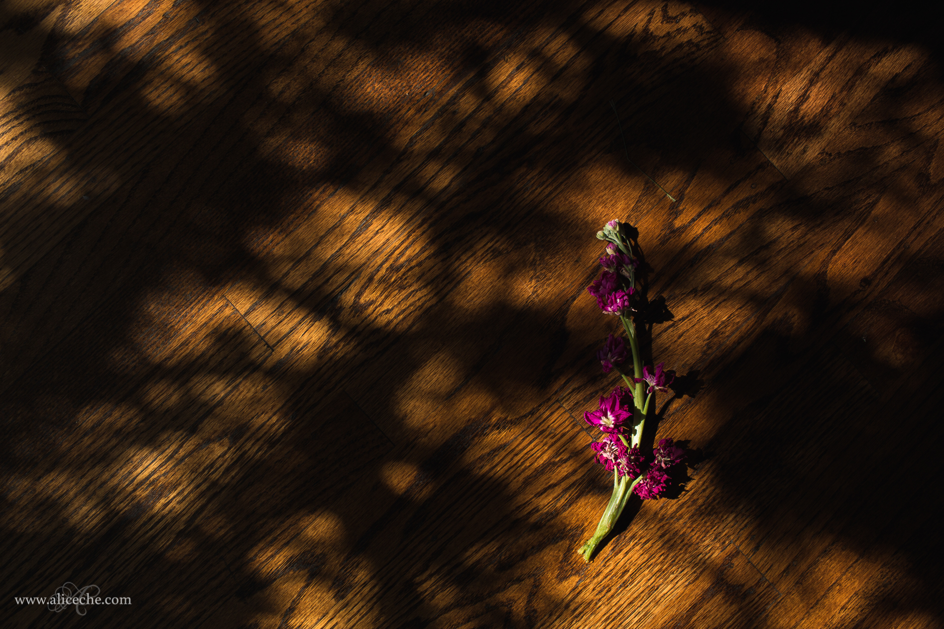 alice-che-photography-tutorial-dappled-light-flower