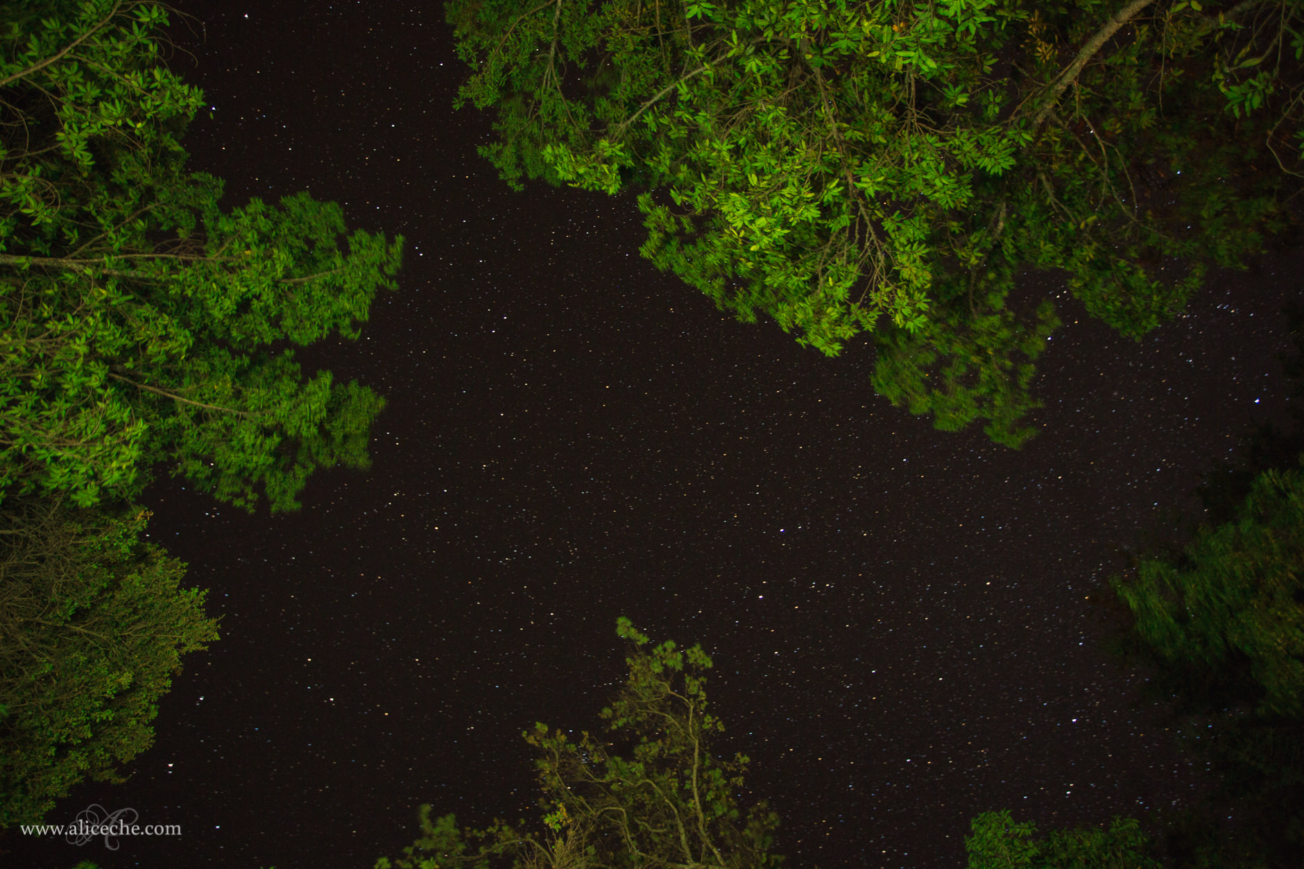 alice-che-photography-big-sur-pfieffer-campground-stars-in-sky