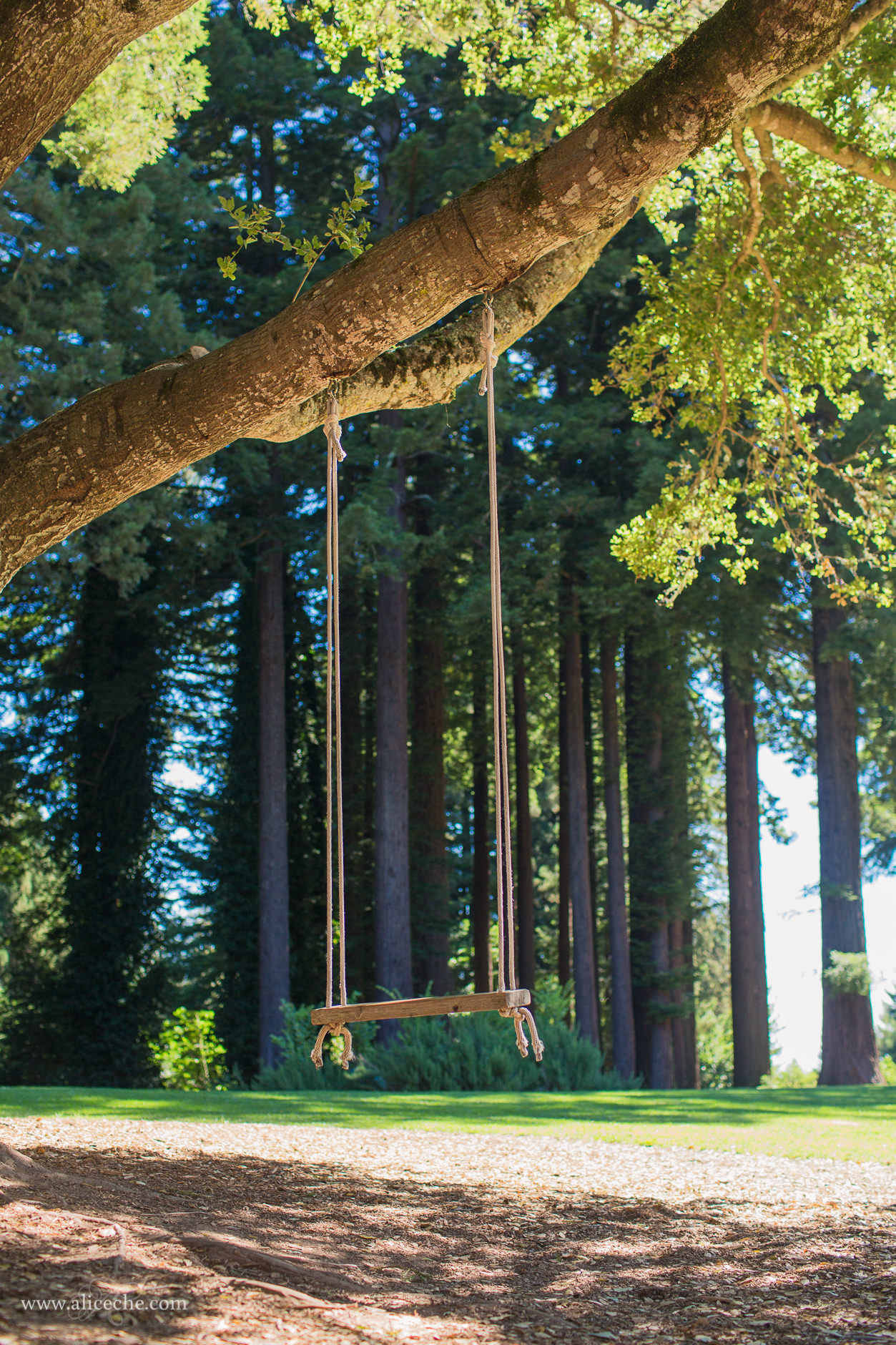 Woodside Wedding Venue San Francisco Bay Area Swing under Oak Tree in front of Redwoods