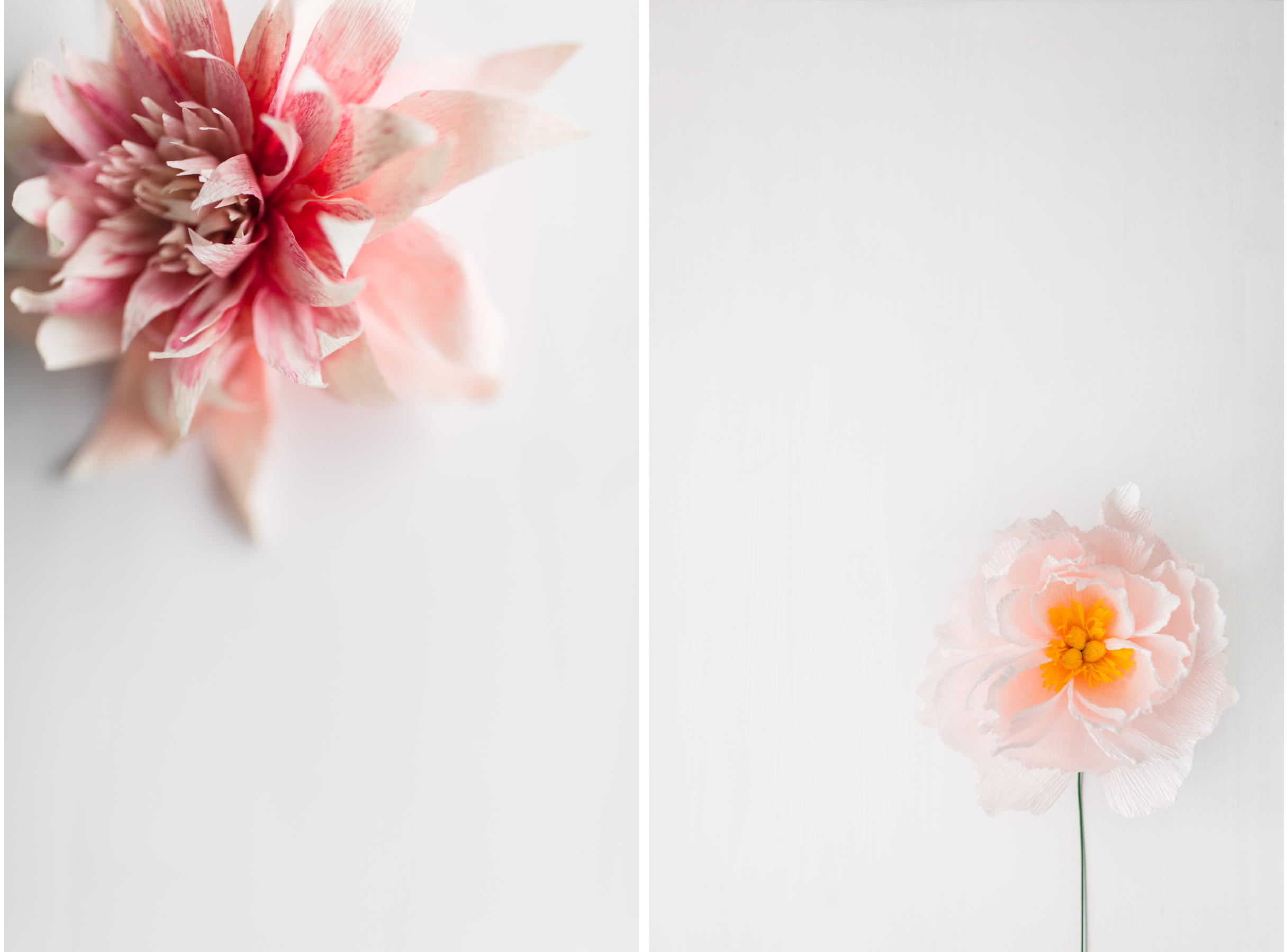 Diptych of single cafe au lait paper dahlia and crepe paper peony