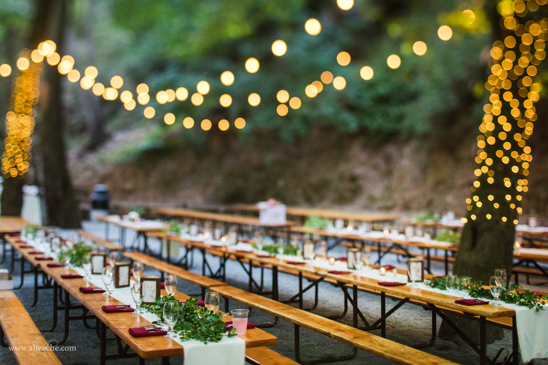 Intimate Cathedral Grove wedding reception setup with twinkle lights