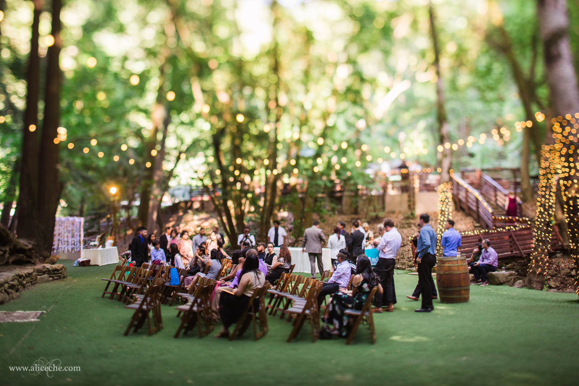 Magical Summer wedding ceremony under a giant tree.  Summer wedding  ceremony, Outdoor wedding, Wedding ceremony